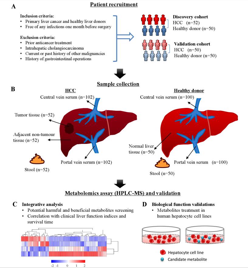 Metabolomics Facilitates New Discovery of Liver Cancer