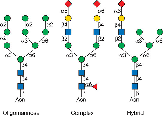 N-Glycan Linkage Analysis