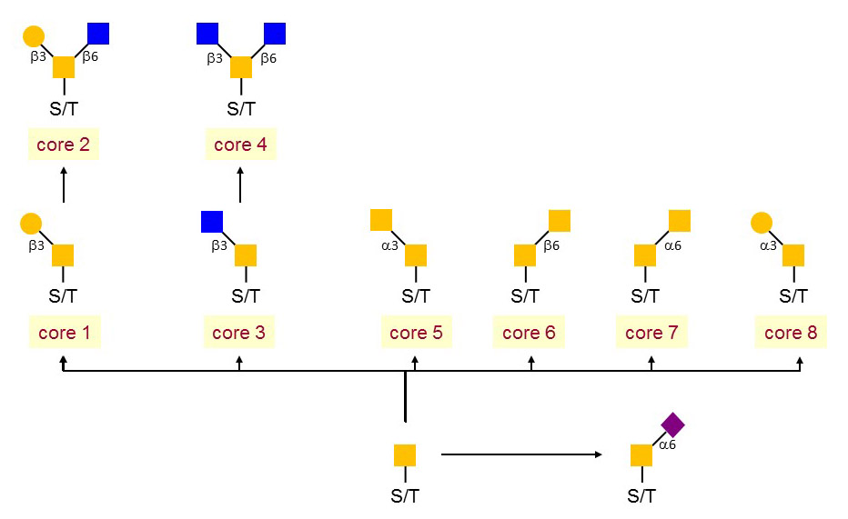 O-Glycan Linkage Analysis