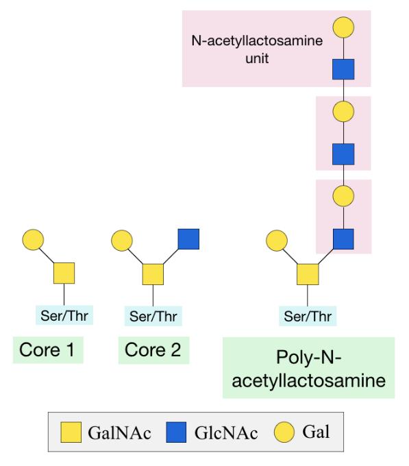 O-Linked Glycosylation Process