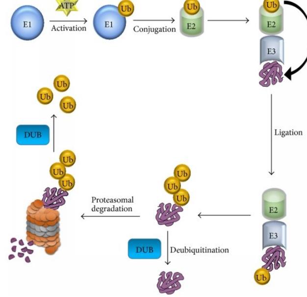 The ubiquitin proteasome system