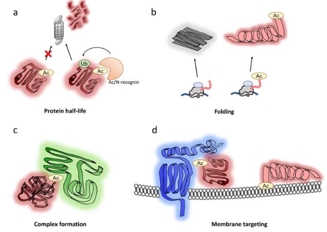 Functions of N-terminal acetylation.