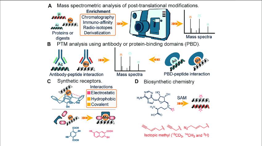 Analysis of PTMs using mass spectrometry.