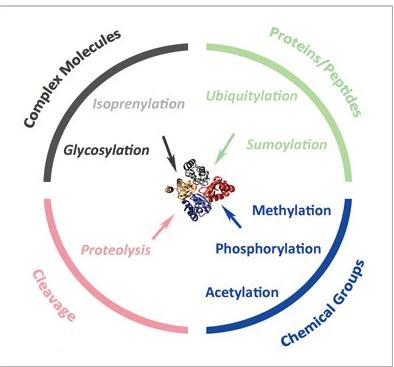 Types of post-translational modifications (PTMs)