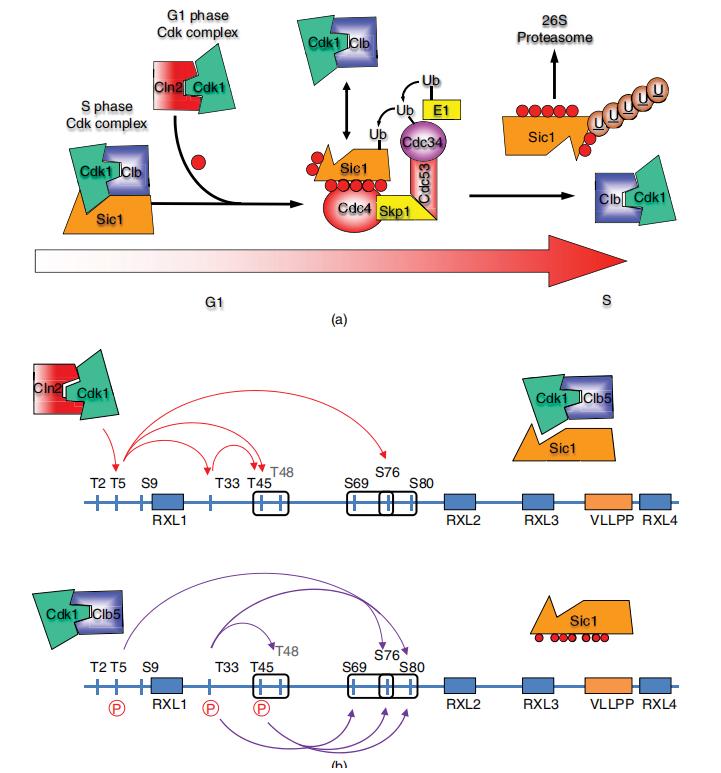 Cascades of multisite phosphorylation regulate biological function