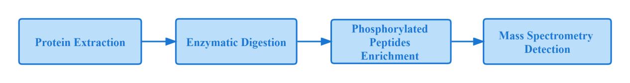 Phosphorylated Protein Identification Method