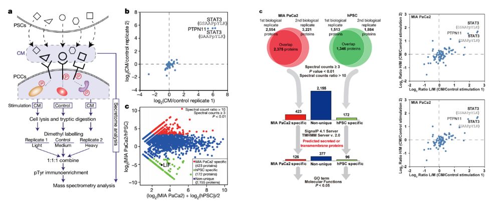 Phosphorylated Proteomic and SILAC Quantitative Techniques Applied to Pancreatic Cancer Marker Discovery and Energy Supply