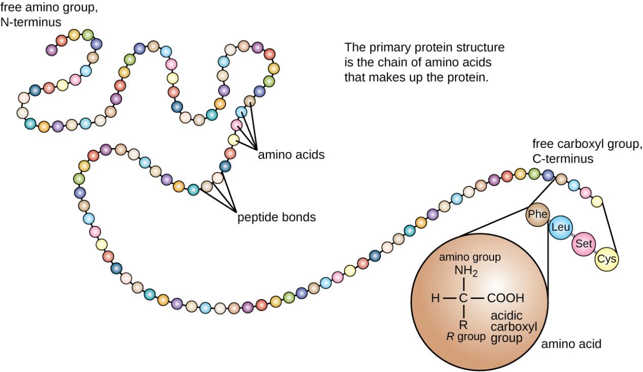 Principle, advantages and disadvantaged of Edman sequencing