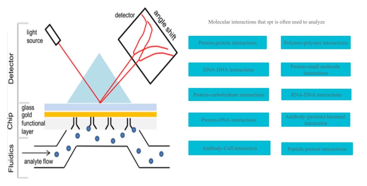 Principle and Application of Surface Plasmon Resonance