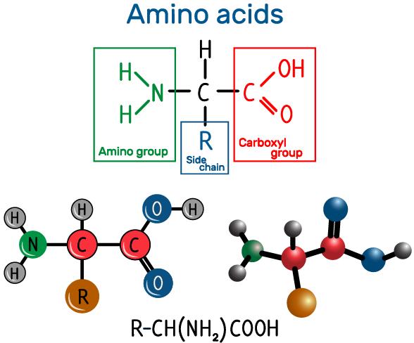 Protein Amino Asit Analizi-Teknikler, Araçlar ve Uygulamalar