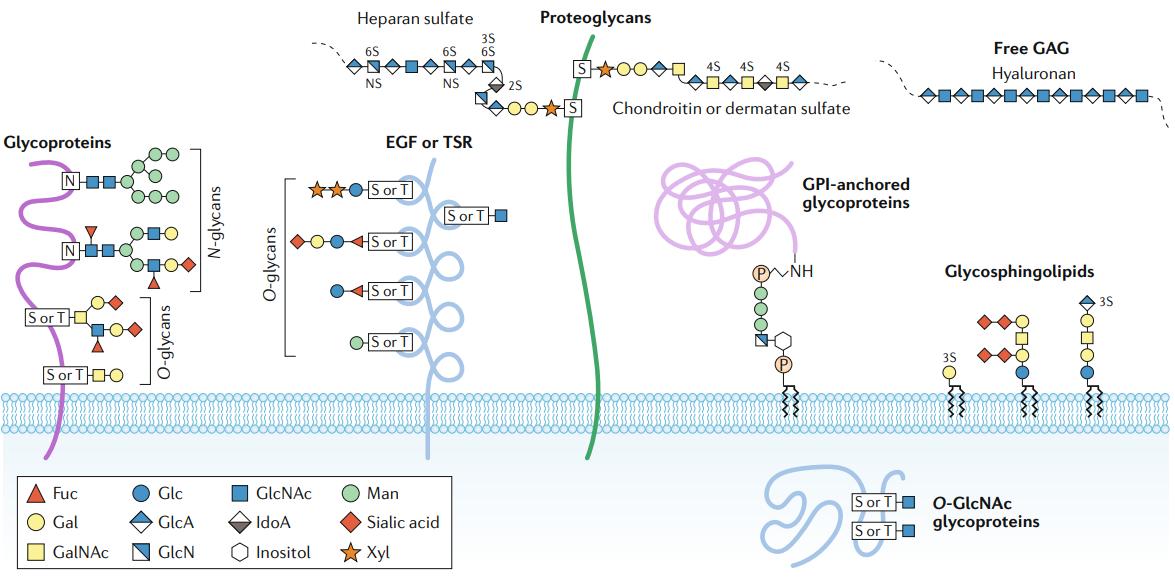 Major types of glycosylation in humans