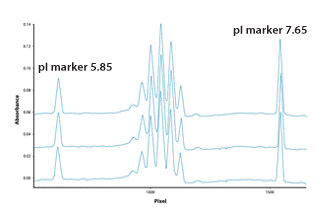 Protein Purity and Homogeneity Characterization