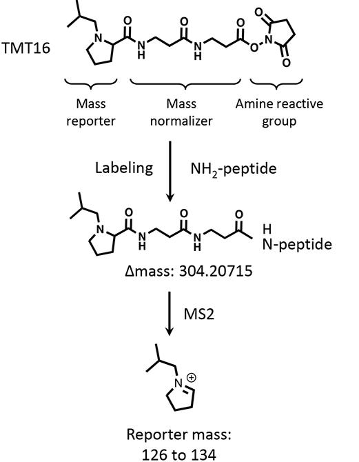 Figure 2: Schematic representation of the chemical structure and functional regions of TMT and TMTpro labeling.