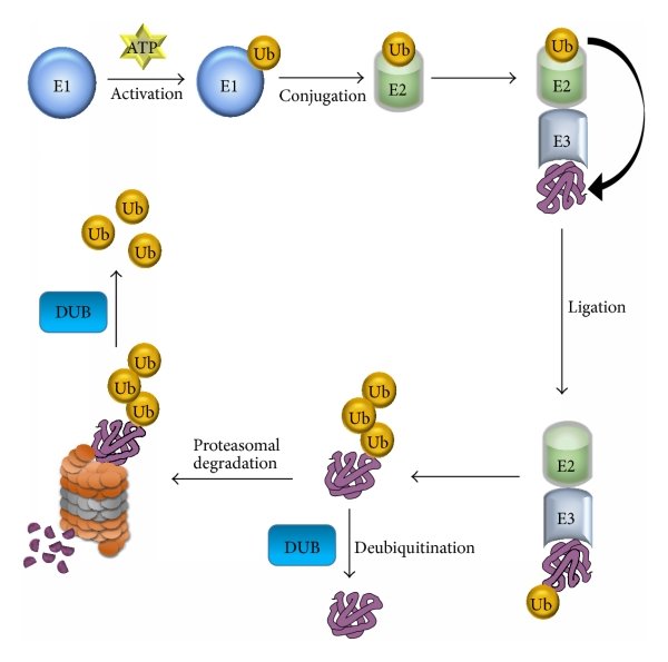 Protein-Ubiquitination-analysis-1.jpg