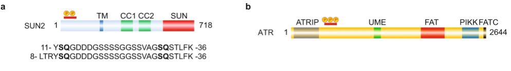 Proteomic and Phosphoproteomic Expands the Horizons of Neuroblastoma Development