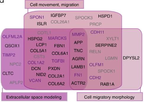 Candidate extracellular proteins present in conditioned media triggering NB loss of cell-cell cohesion and extracted from biological processes related to cell motility