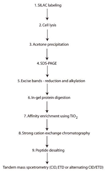 A schematic of the steps involved in a representative SILAC-based phosphoproteomic analysis using TiO2.