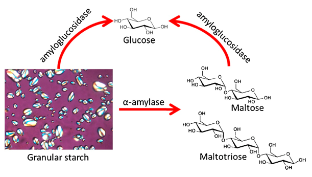 Starch / Amylose Content Analysis