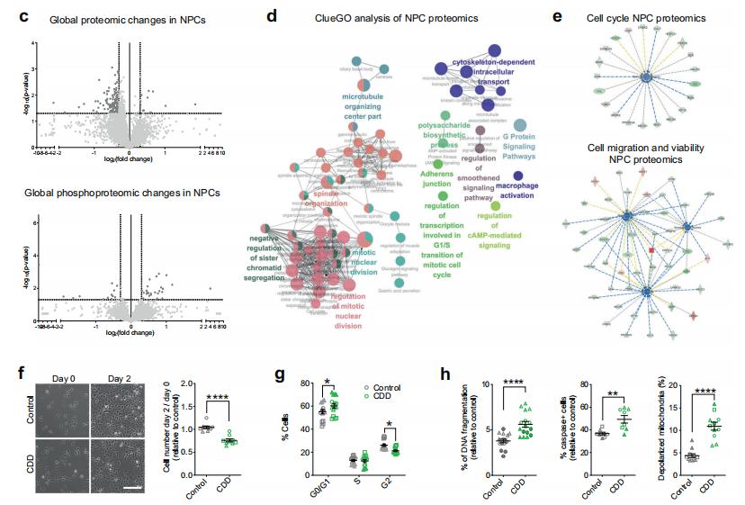 Studying Protein and Phosphorylation Changes in Epilepsy Patients Using Proteomics