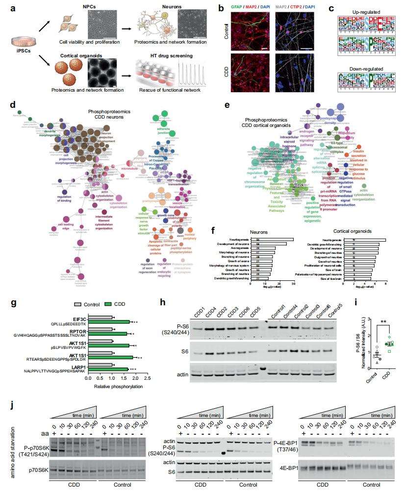 Proteomics and phosphoproteomics analysis reveal mTOR alterations in CDD neural cells.