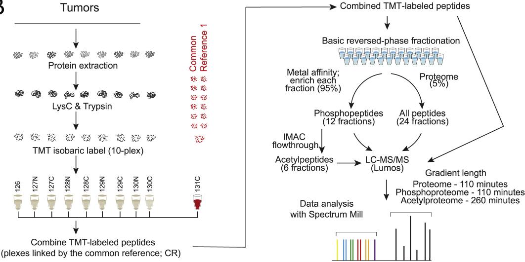 TMT Proteomics in Breast Cancer Pathogenesis, Typing and Marker Analysis