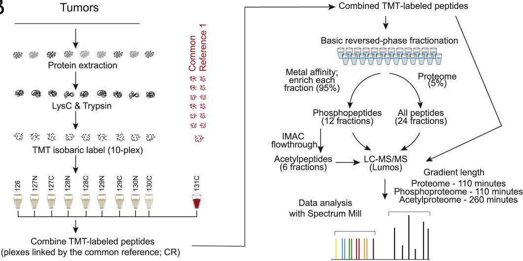 Schematic representation of the workflow used for proteome, phosphoproteome and acetylproteome analyses