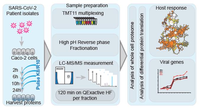 Experimental scheme for translatome and proteome measurements