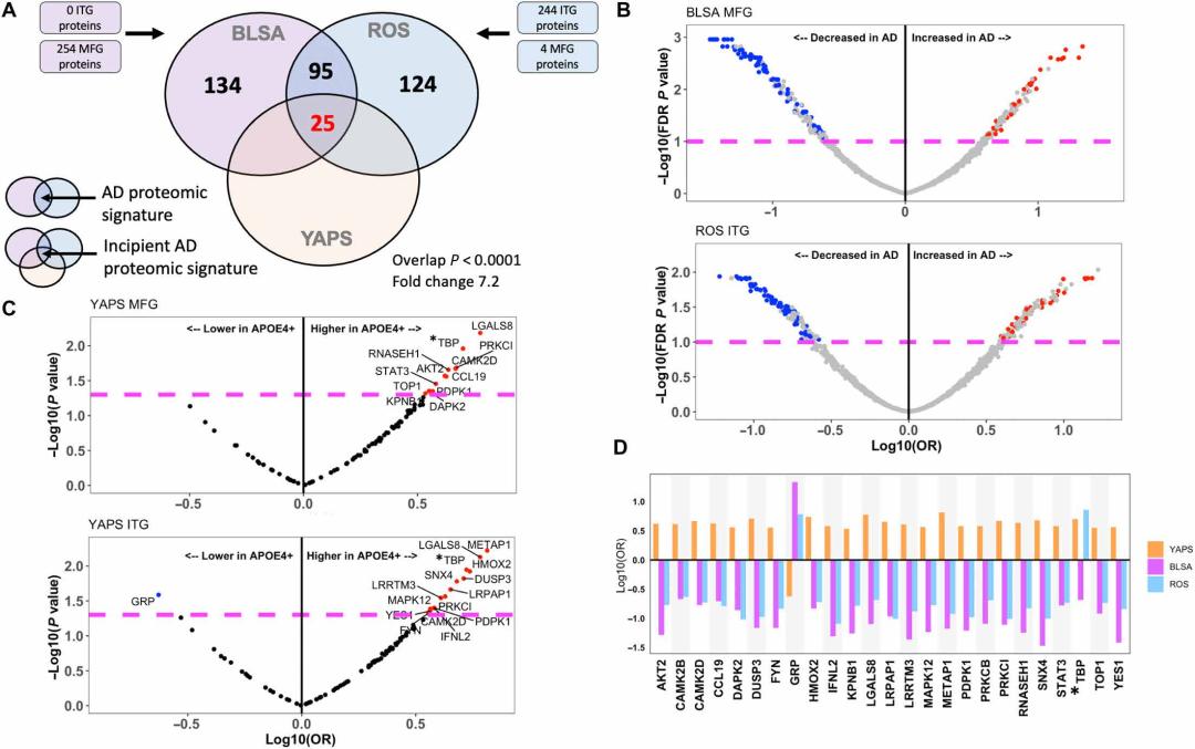 Uncovering Mechanisms of Alzheimer's Disease through Proteomic Analysis of Brain Tissue