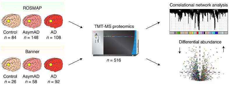 TMT AD protein co-expression network.