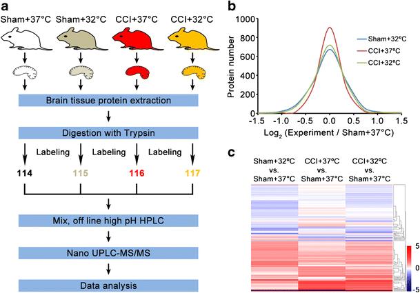 Quantitative proteomics comparison of the cortical contusion impact (CCI) rats treated with targeted temperature management using the iTRAQ approach.