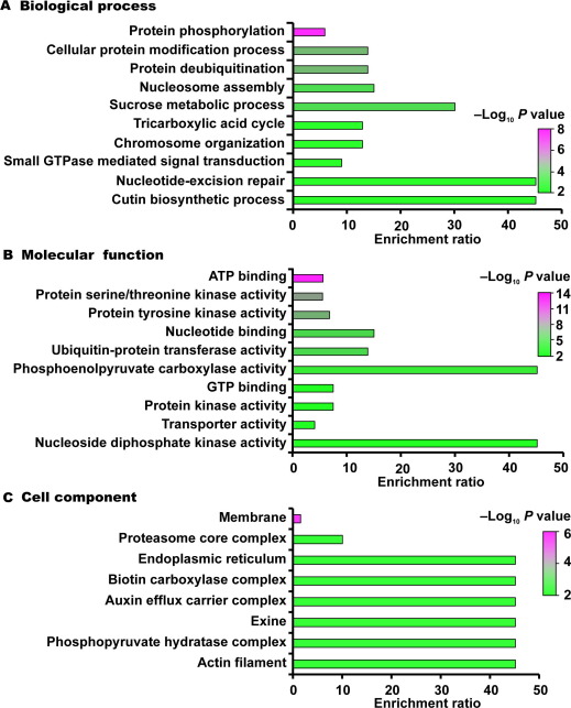 Enrichment analysis of GO annotations in identified ubiquitinated proteins