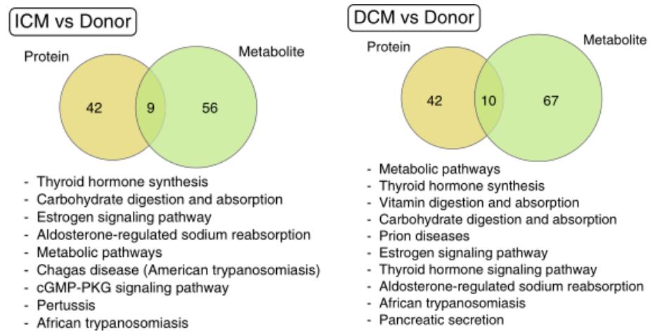 Pathway analysis of ICM and DCM at the protein and metabolite levels