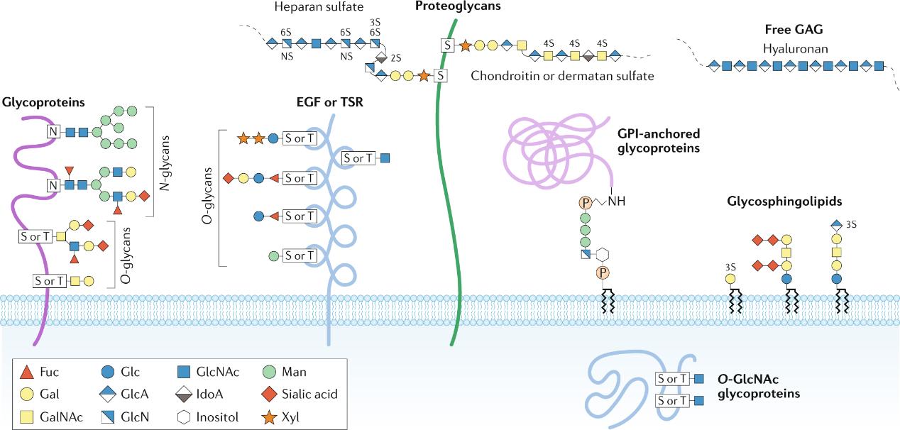 What is Glycosylation?