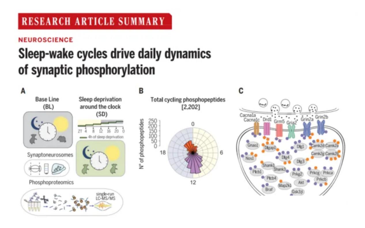 Application case of phosphorylated proteins in biological clock research