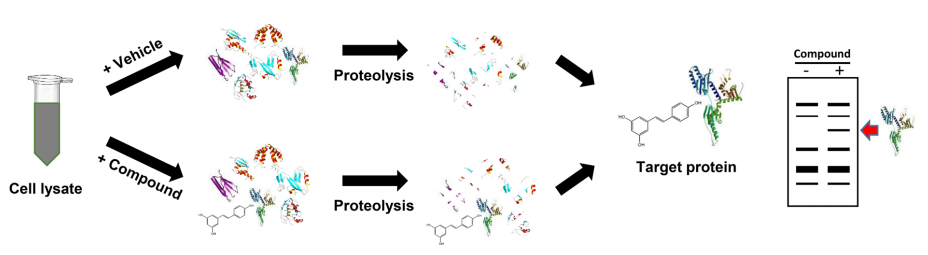 Workflow of DARTS assay