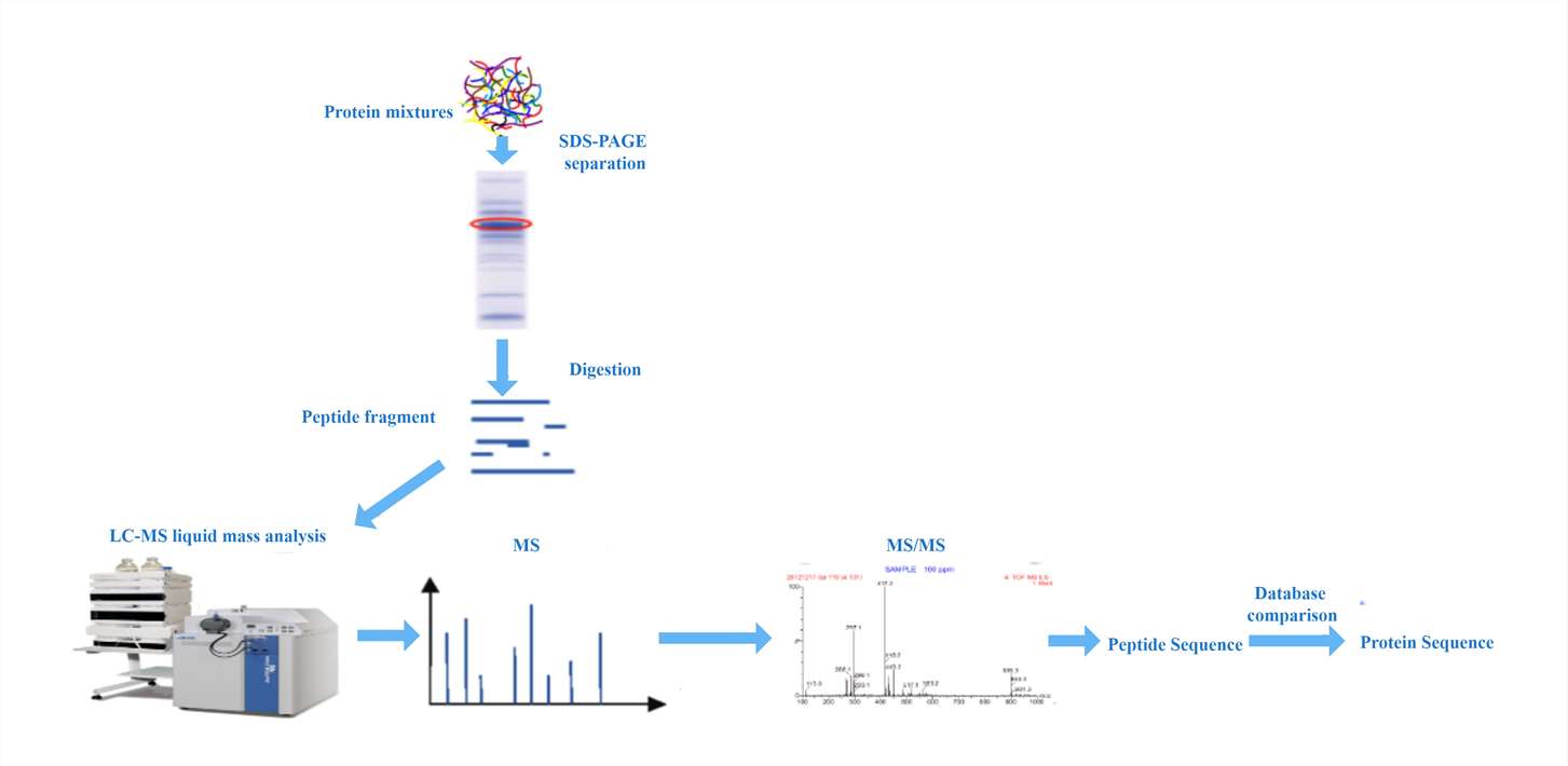 Workflow of mass spectrometry sequencing