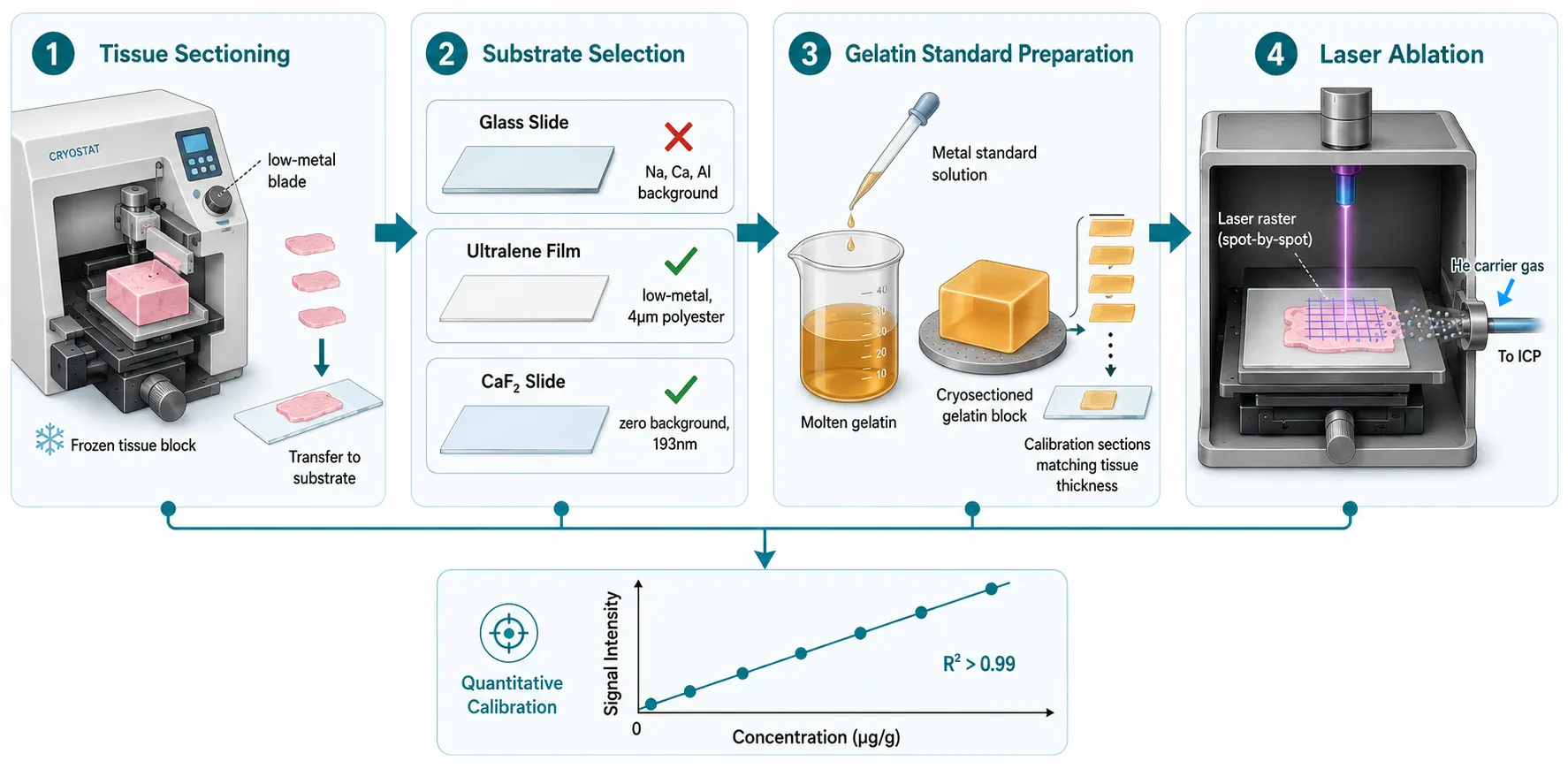 Sample Preparation Workflow for Quantitative LA-ICP-MS Bioimaging