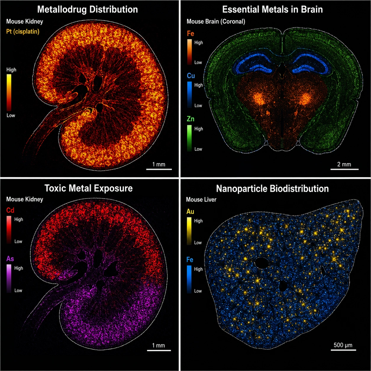 Elemental Mapping Gallery — Biological Applications of LA-ICP-MS Imaging