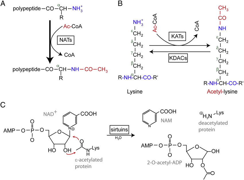 Acetylation Modification in Biology: Significance, Mechanisms, and Emerging Trends