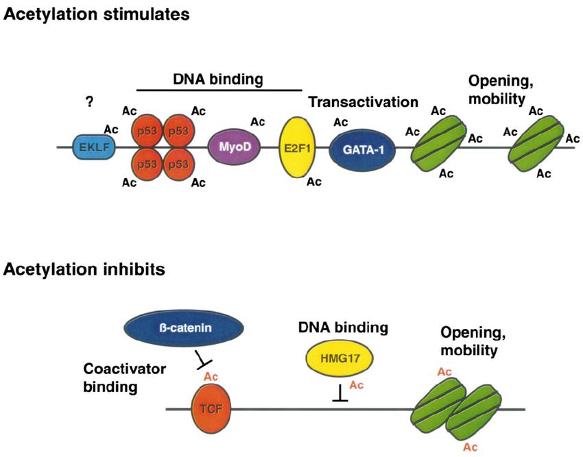 Acetylation Modifications of Transcription Factors and Interferon Signaling Pathways