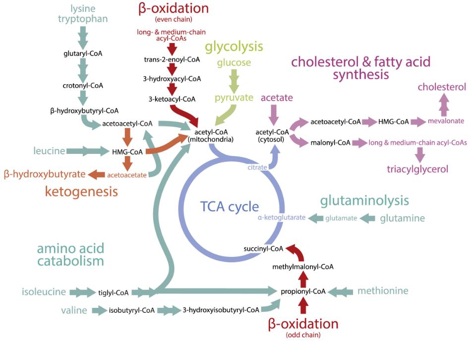 Acyl-CoA: Functions, Metabolism, and Analytical Methods