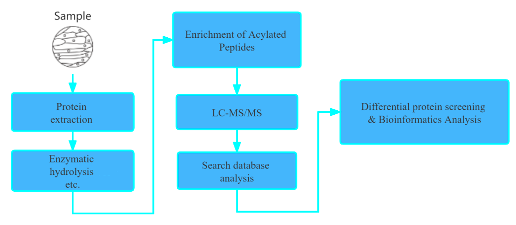 Workflow of Our Protein Acylation Analysis Service