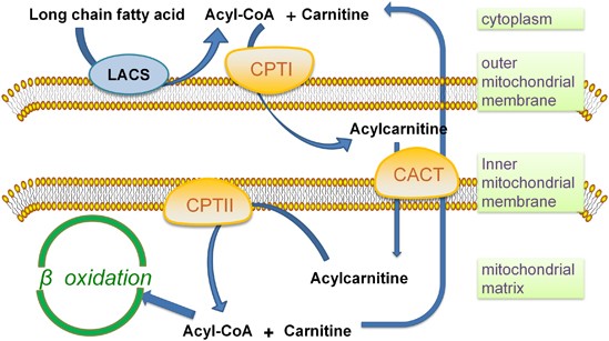 Acylcarnitine Functions and Analysis Methods