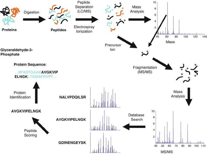 Advanced Techniques in Protein Identification