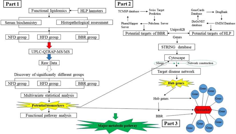 Advancing Hyperlipidemia Research with Lipidomics