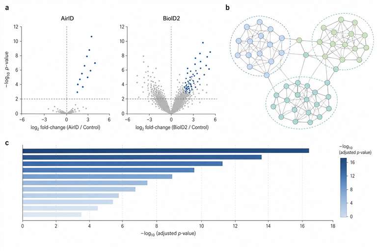 AirID proteomics demo results volcano plot network and enrichment