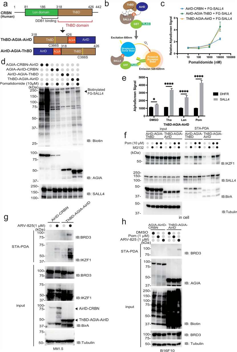 AirID ThBD fusion proximity labeling PROTAC interactome validation