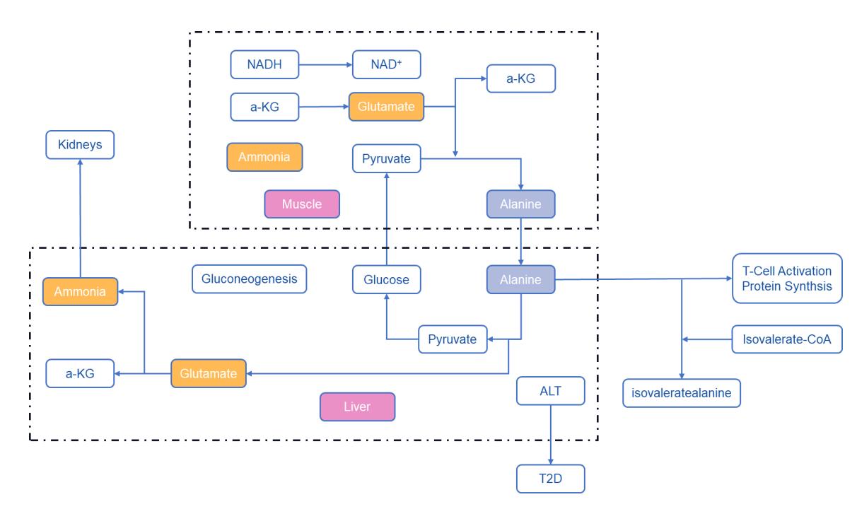 Alanine in the Glucose-Alanine Cycle