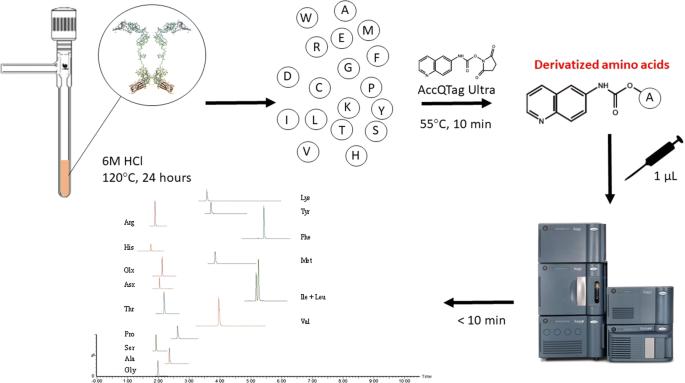 Amino Acid Analysis in Recombinant Protein Quality Control