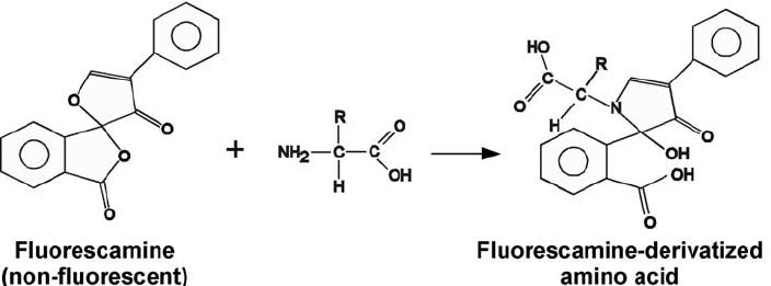 Floresaminin bir amino asitle reaksiyonu